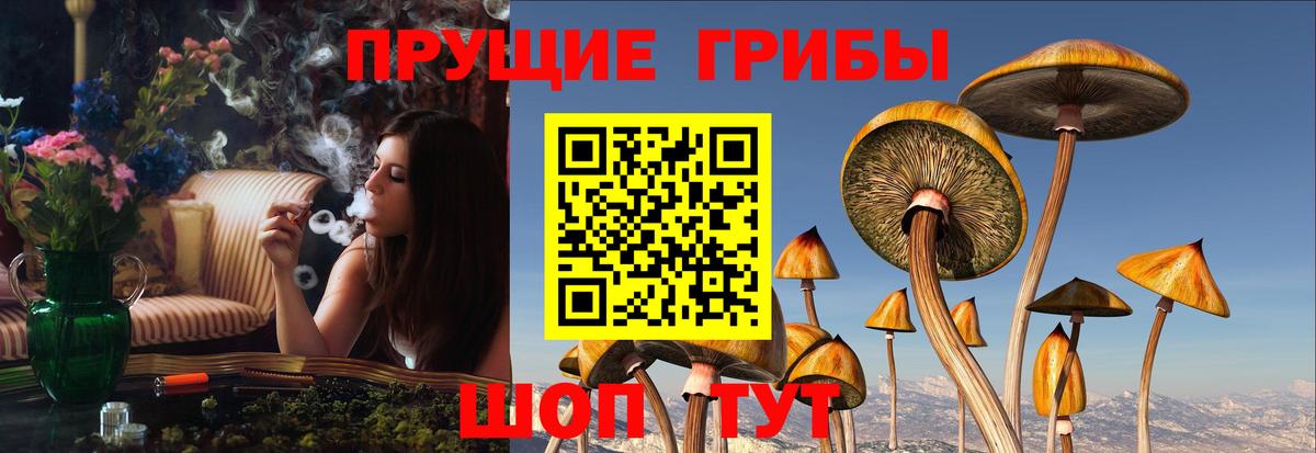 Галлюциногенные грибы GOLDEN TEACHER  Вход с VPN  Галлюциногенные грибы Psilocybine cubensis  Петрозаводск 